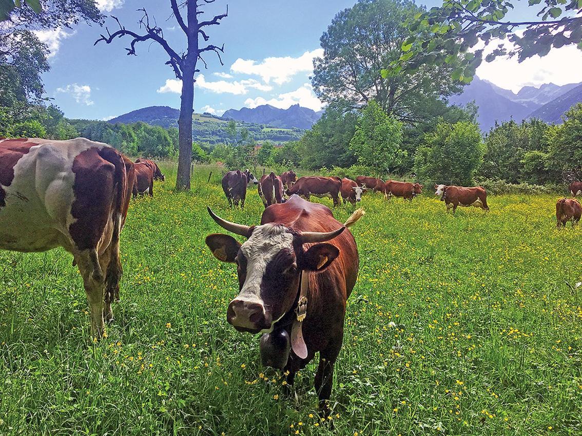 L'Ourserie Bed & Breakfast Saint-Paul-en-Chablais Екстериор снимка